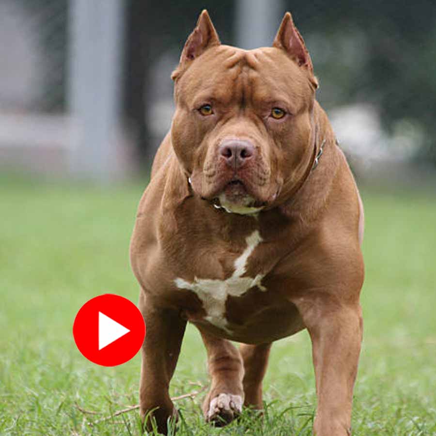 pit bull charges at pedestrians in Florida Beach