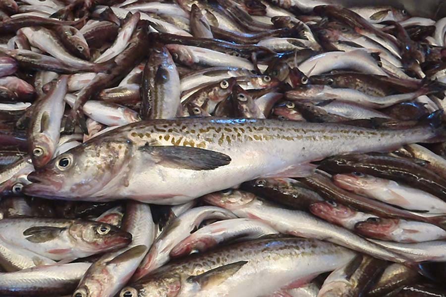 What items gets cheaper and what gets expensive in Union budget 2025-26