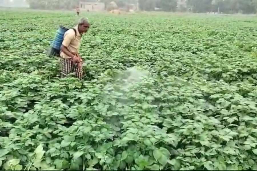 Risk of damage to potato cultivation due to fog