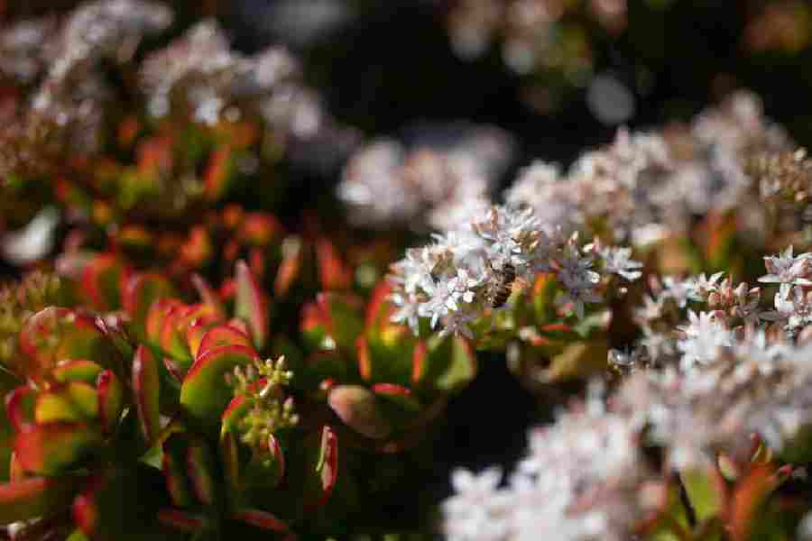 Tips to bloom jade plant flower dgtl