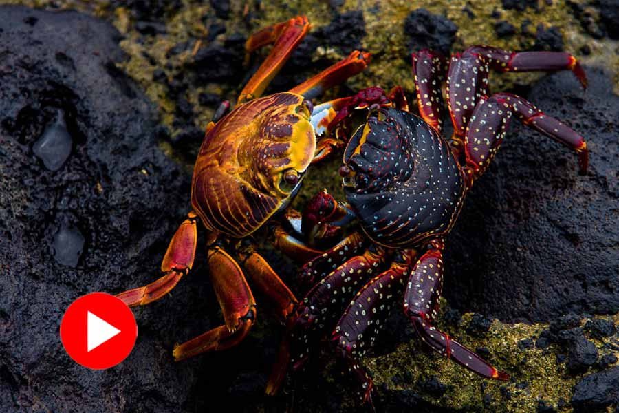 Male crab carries its partner everywhere, video goes viral dgtl