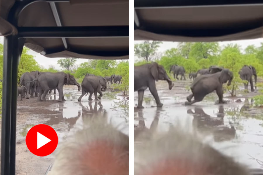 Elephant falls on mud in the jungle, video goes viral dgtl