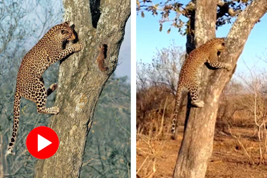 Video of a Squirrel annoys leopard in jungle went viral