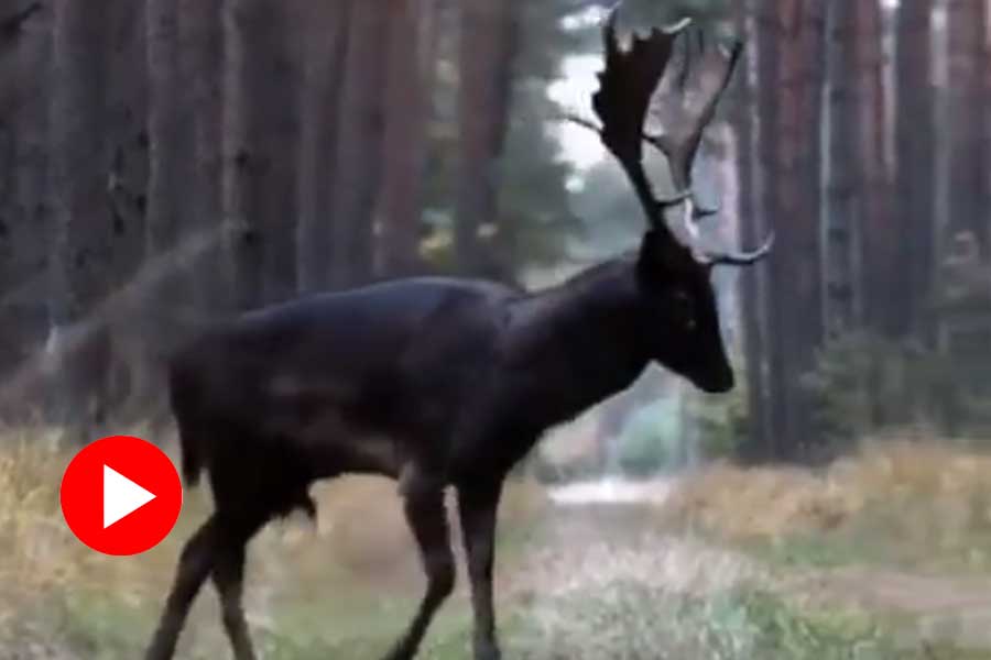 Video of a rare black deer spotted in a jungle went viral