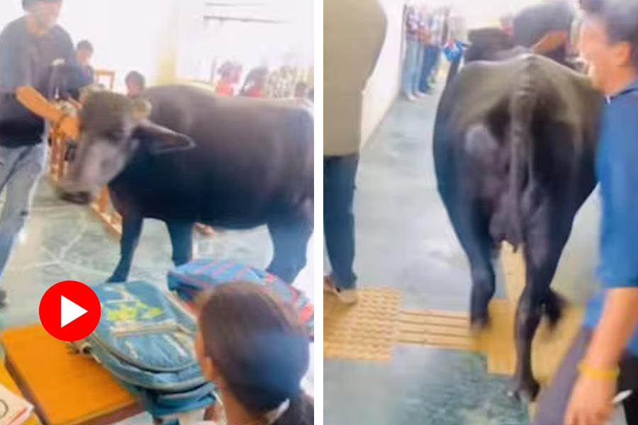 Video of buffalo enters classroom in a college goes viral dgtl