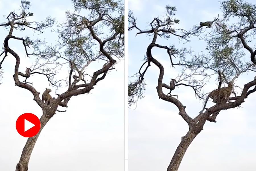 Viral video of monkey and leopard on tree dgtl