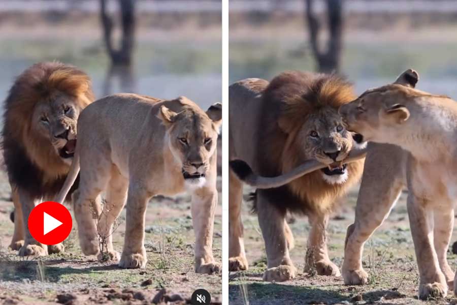 Lion playfully grabs tail of lioness, video goes viral dgtl