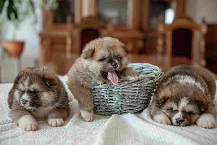 Simple steps to help pet odour from home dgtl