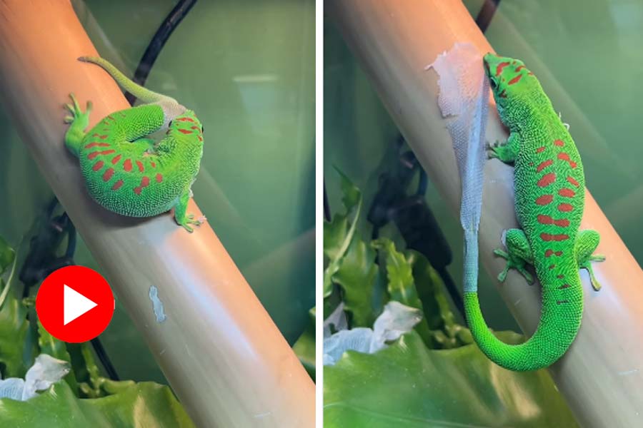 Lizard eats its own skin, video goes viral dgtl