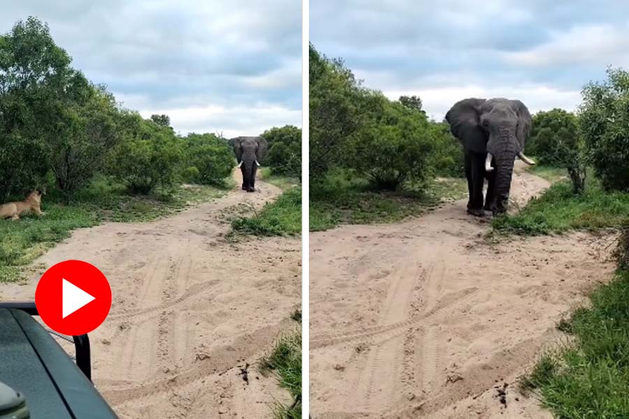 Video of two lionesses and elephant goes viral dgtl