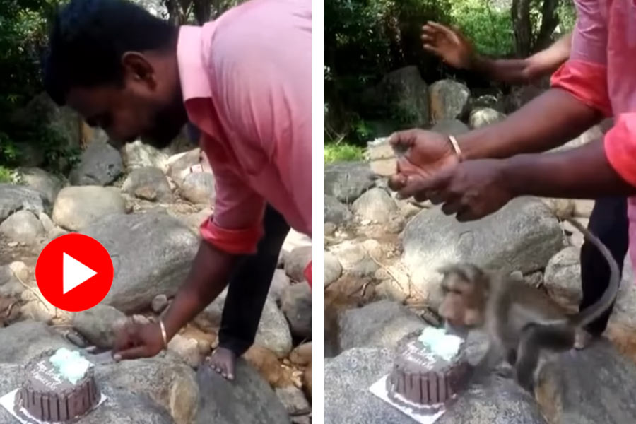 Monkey runs with birthday cake, video goes viral dgtl
