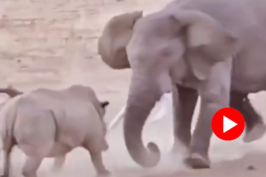 Video of a dramatic confrontation of an elephant and rhino went viral