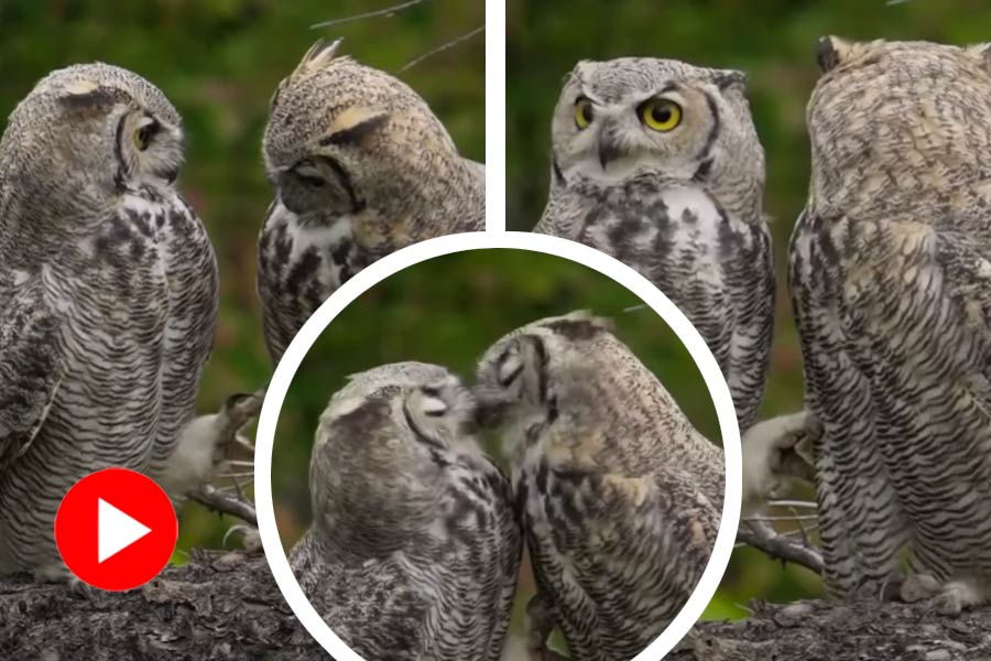 Two owls kiss each other, video goes viral dgtl