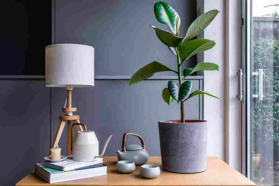 How to take care your indoor rubber plant dgtl