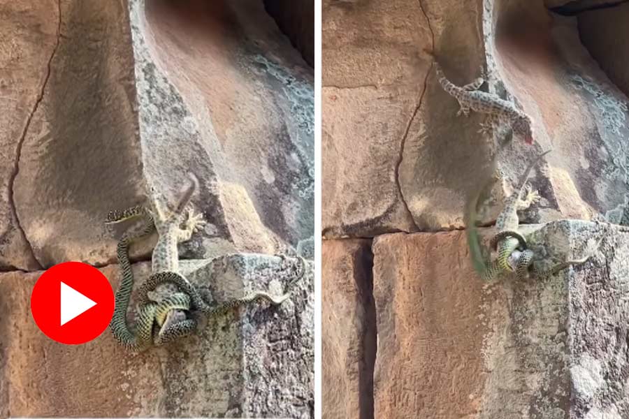 Fight between gecko and snake, video goes viral