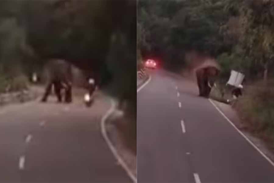 77-year-old German tourist dies after elephant attack in Coimbatore of Tamil Nadu dgtl