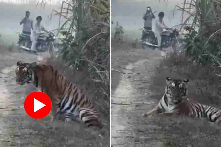Tiger causes panic while roaming around cornfield at Pilbhit in Uttar Pradesh, video goes viral