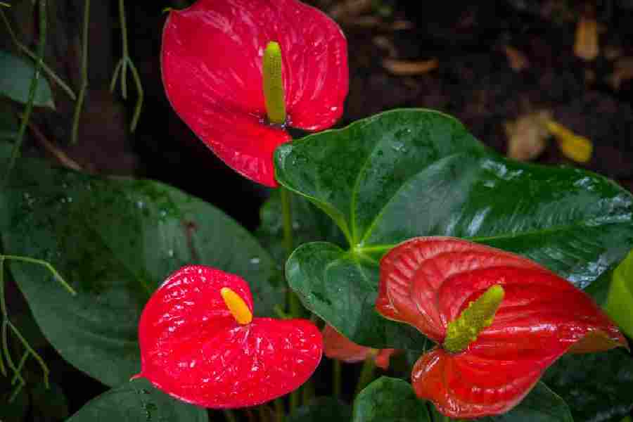 How to choose flowering plant for home decoration dgtl