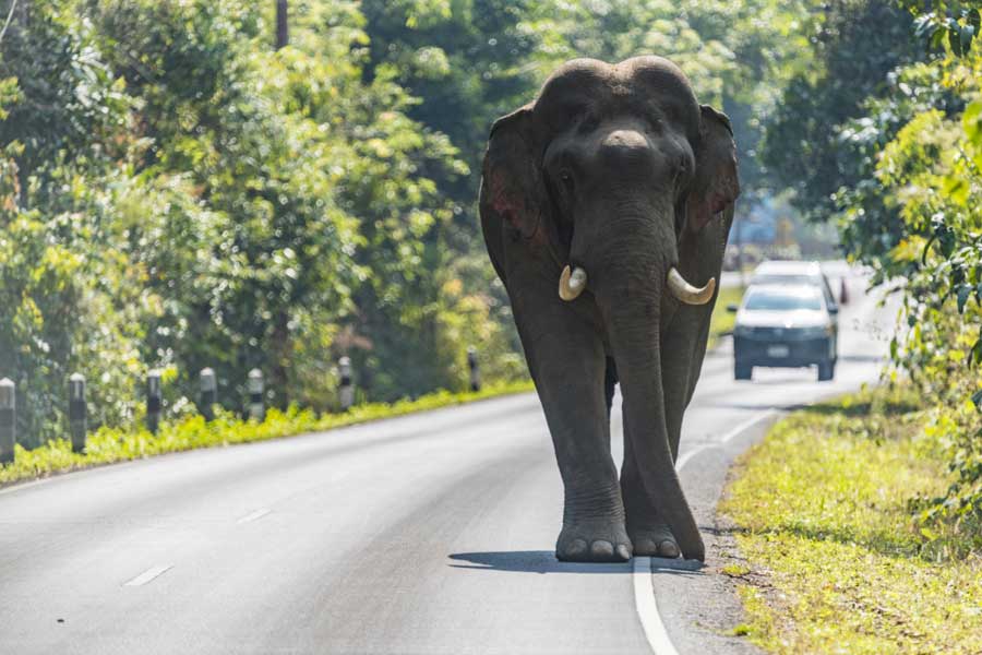 Intrusion Detection System (IDS) works postponed after death of a former Forest officer