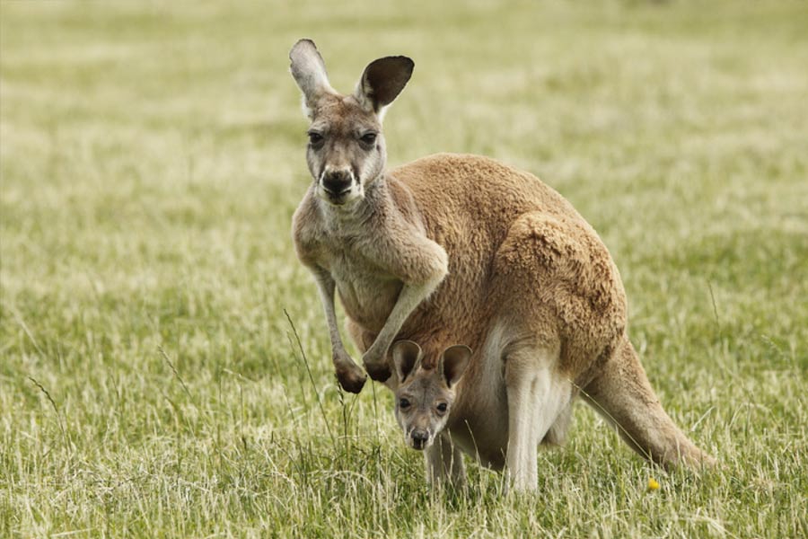 Know why Animals Like Kangaroos and Rhinoceroses do not cross the Wallace Line between Asia and Australia