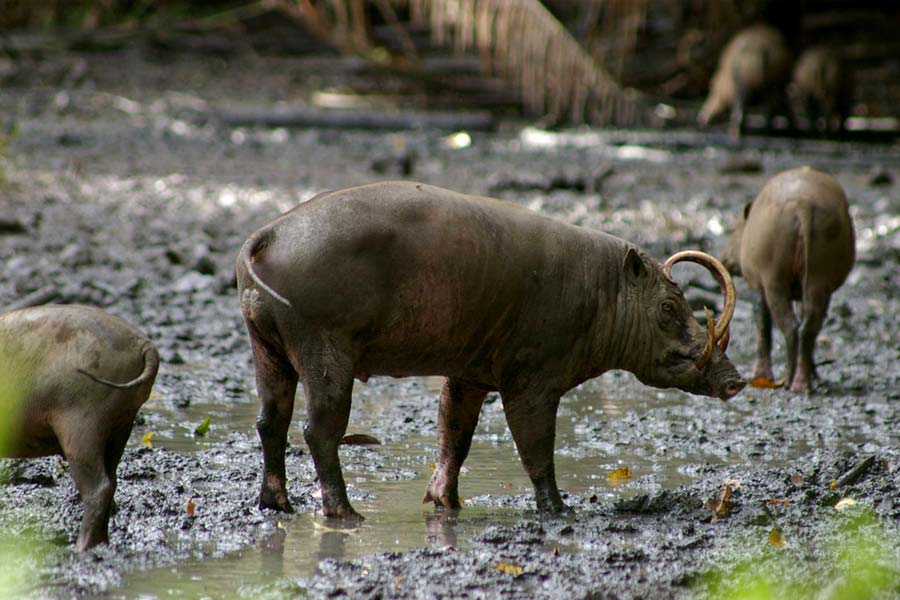 Know why Animals Like Kangaroos and Rhinoceroses do not cross the Wallace Line between Asia and Australia