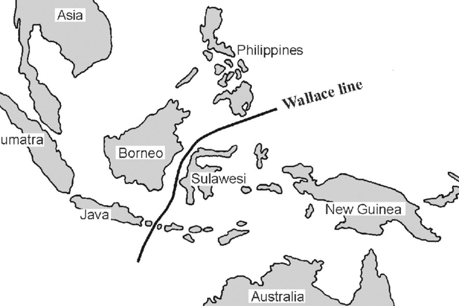 Know why Animals Like Kangaroos and Rhinoceroses do not cross the Wallace Line between Asia and Australia