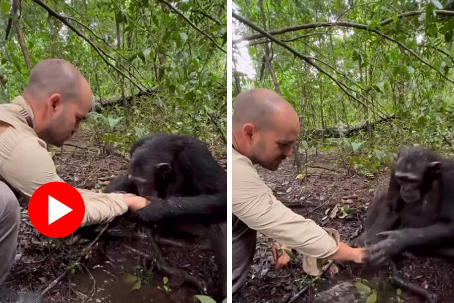Chimpanzee drank water from French photographer’s hand, later washed it dgtl