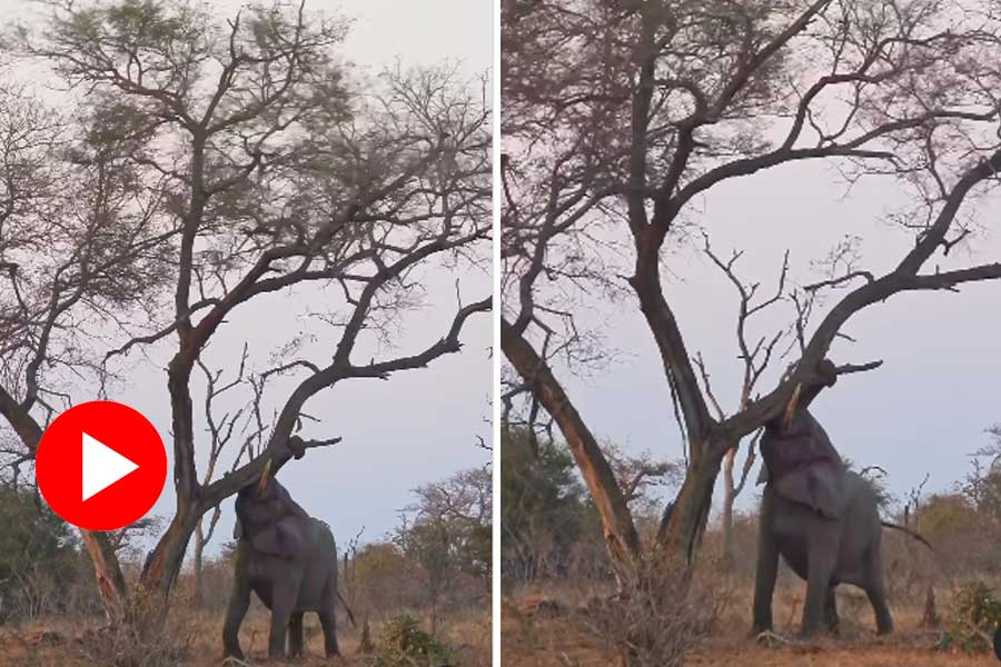 Elephant breaks a tree with its trunk, video goes viral dgtl