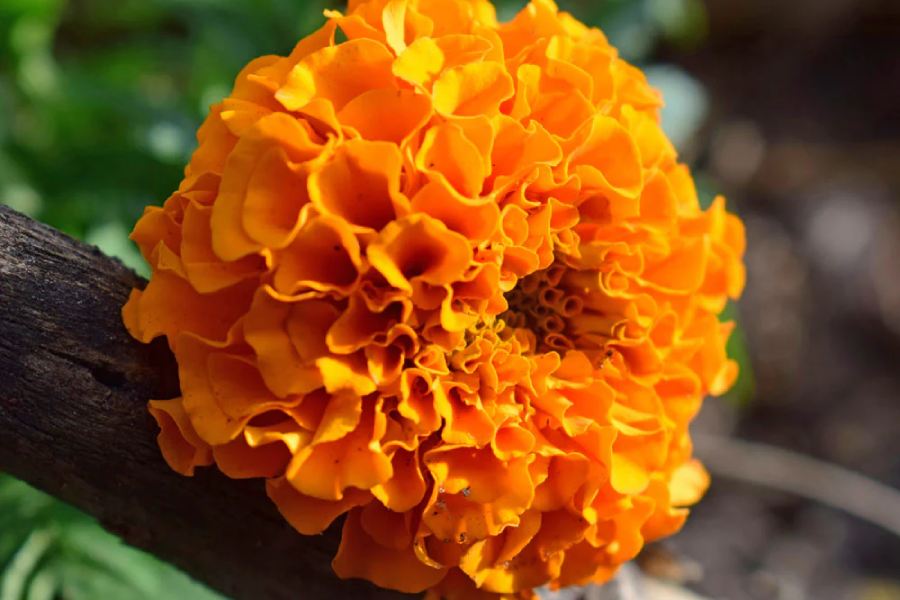 marigold flower can be used as facepack dgtl