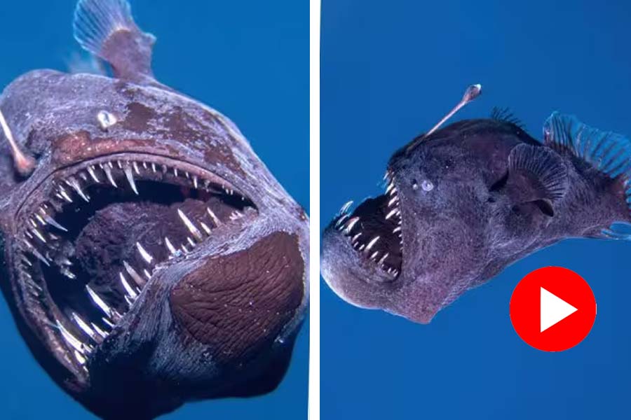 Video of rare Humpback Anglerfish surfaces, Internet reacts