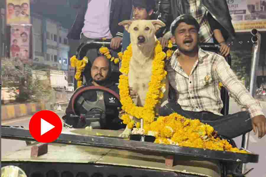 Stray dog name ludo gets a grand birthday bash, video goes viral