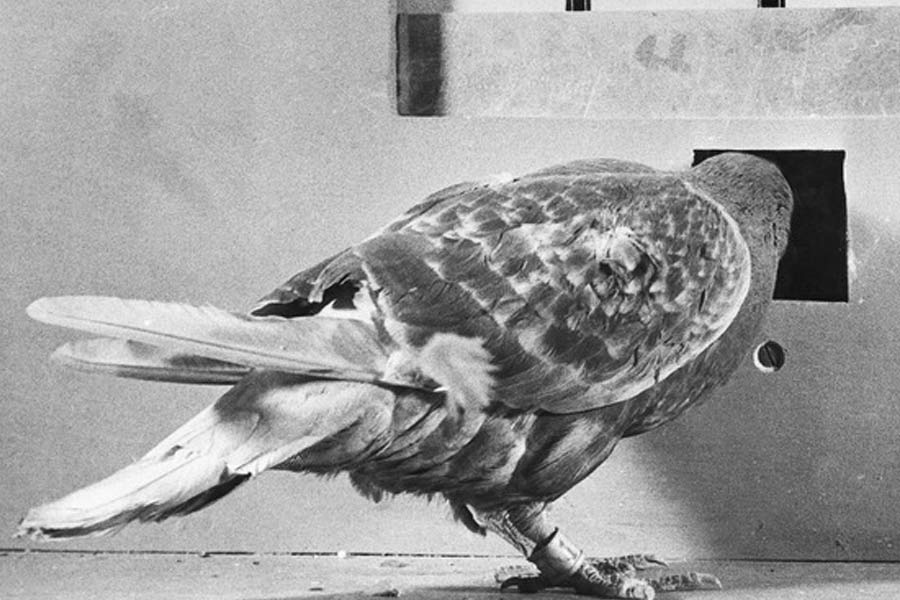 List of weird weapons used or invented during world war II