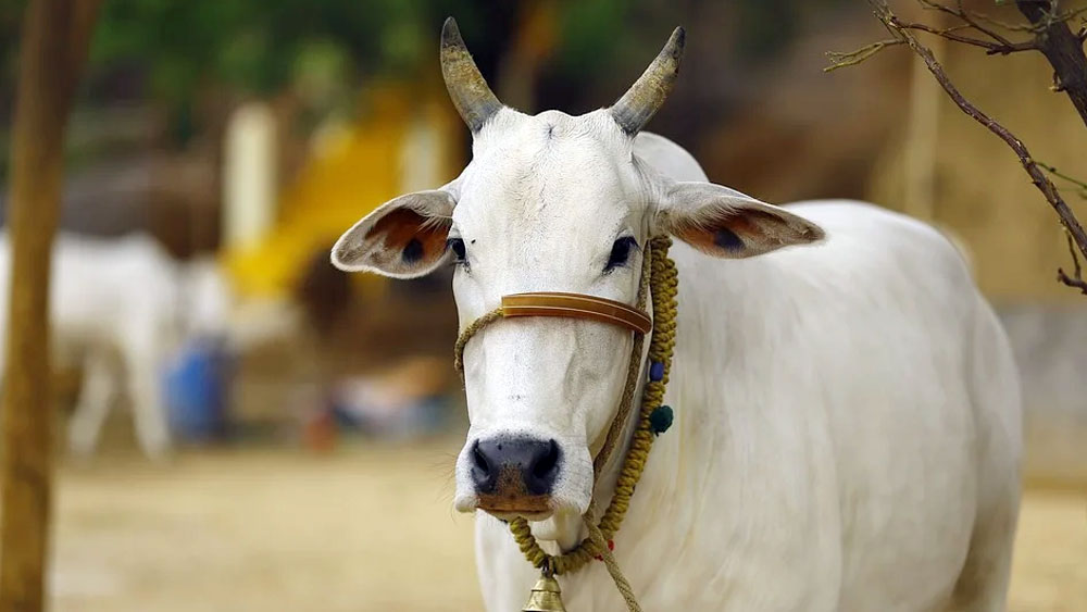 Currently, foreign cow's milk is also being diagnosed as non-vegetarian!