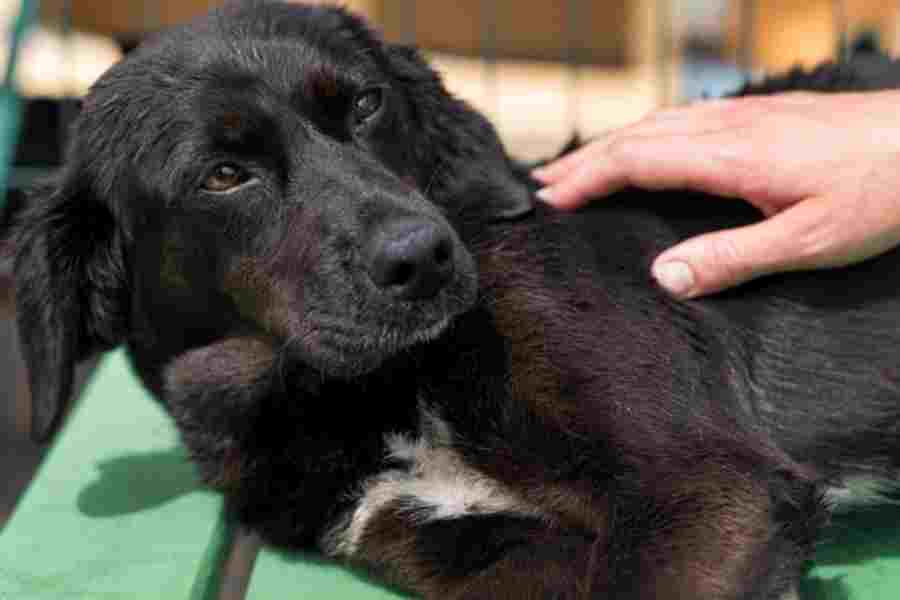 Signs and symptoms of Calcium Deficiency in Pet Dogs