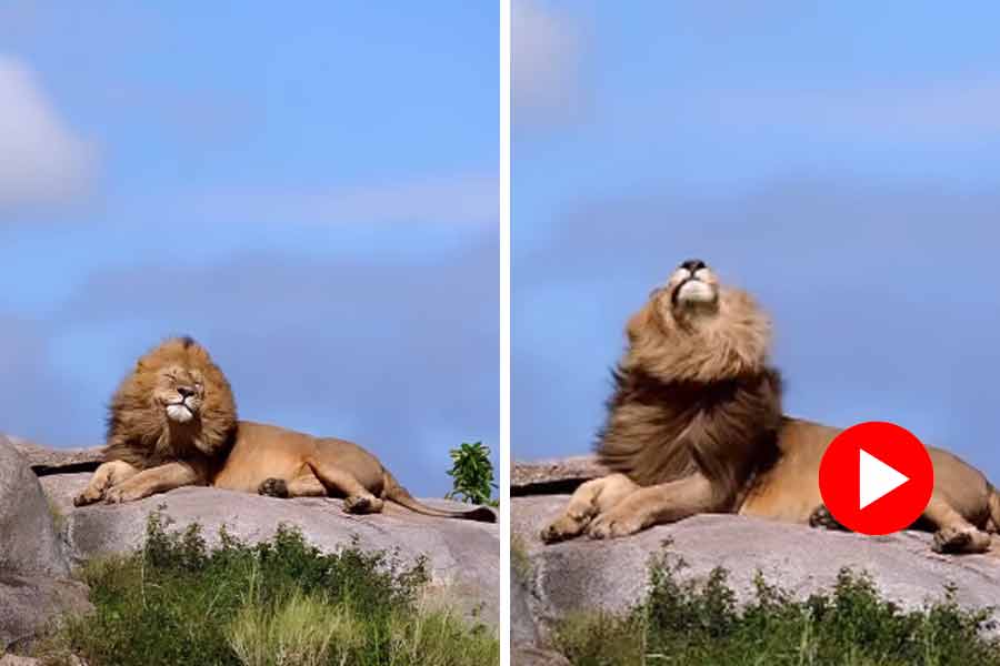 Lion shakes its mane, video goes viral dgtl