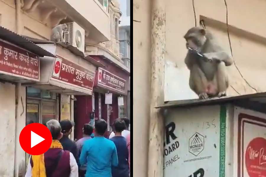 Monkey snatches phone from woman, video goes viral dgtl