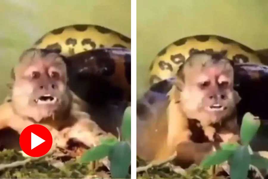 Video of snake and monkey goes viral
