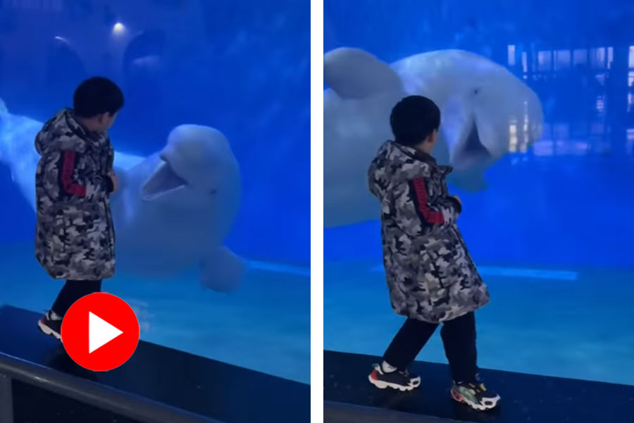 Beluga whale plays with kid, video goes viral dgtl