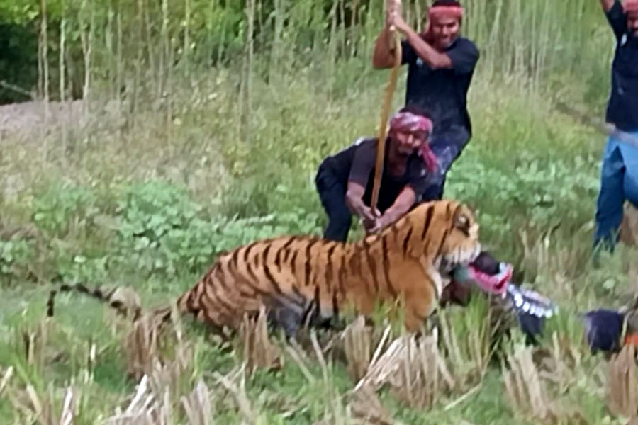 কুলতলিতে বাঘের মুখে বনকর্মী!