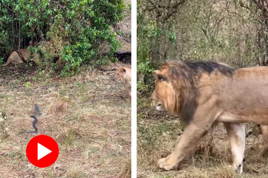 Lionesses got scared by snake, lion came to rescue dgtl