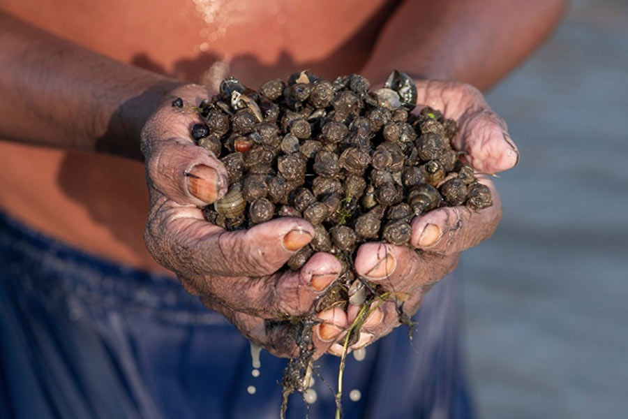 Makhana the rising superfood of bihar Revolutionizing Production, Processing and Marketing 