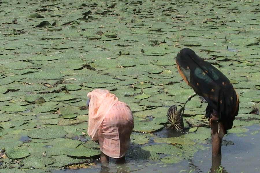 Makhana the rising superfood of bihar Revolutionizing Production, Processing and Marketing 