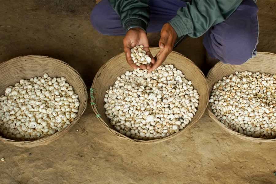 Makhana the rising superfood of bihar Revolutionizing Production, Processing and Marketing 