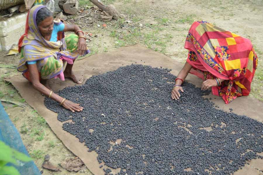 Makhana the rising superfood of bihar Revolutionizing Production, Processing and Marketing 