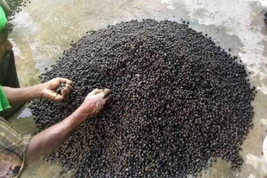 Makhana the rising superfood of bihar Revolutionizing Production, Processing and Marketing 