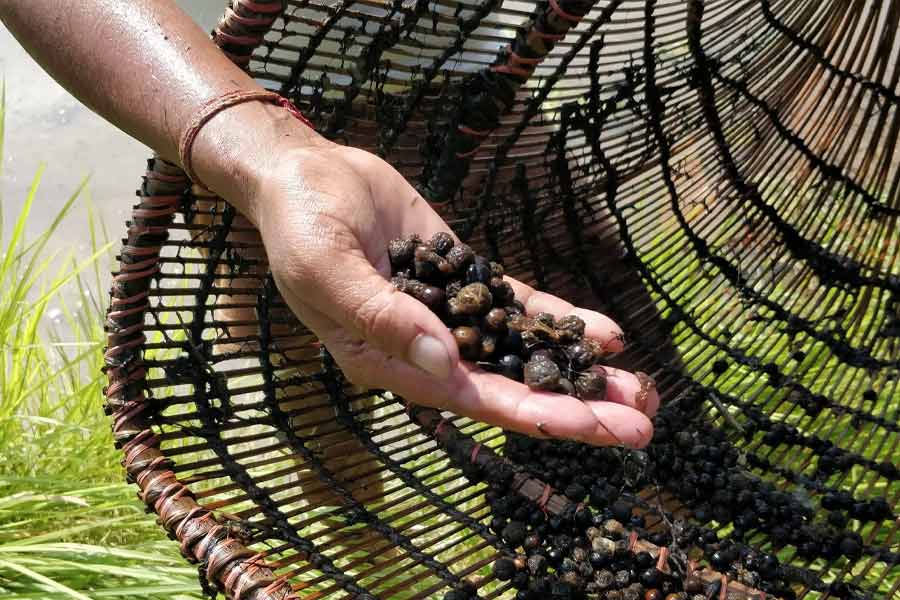 Makhana the rising superfood of bihar Revolutionizing Production, Processing and Marketing 