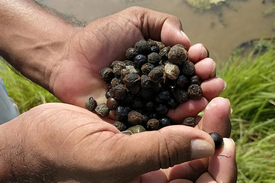Makhana the rising superfood of bihar Revolutionizing Production, Processing and Marketing 