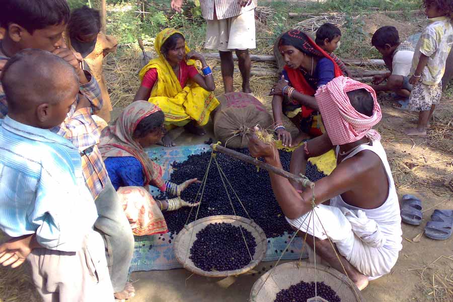 Makhana the rising superfood of bihar Revolutionizing Production, Processing and Marketing 