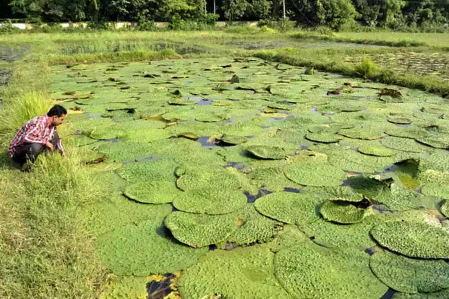 Makhana the rising superfood of bihar Revolutionizing Production, Processing and Marketing 
