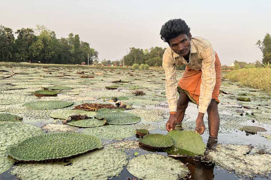 Makhana the rising superfood of bihar Revolutionizing Production, Processing and Marketing 